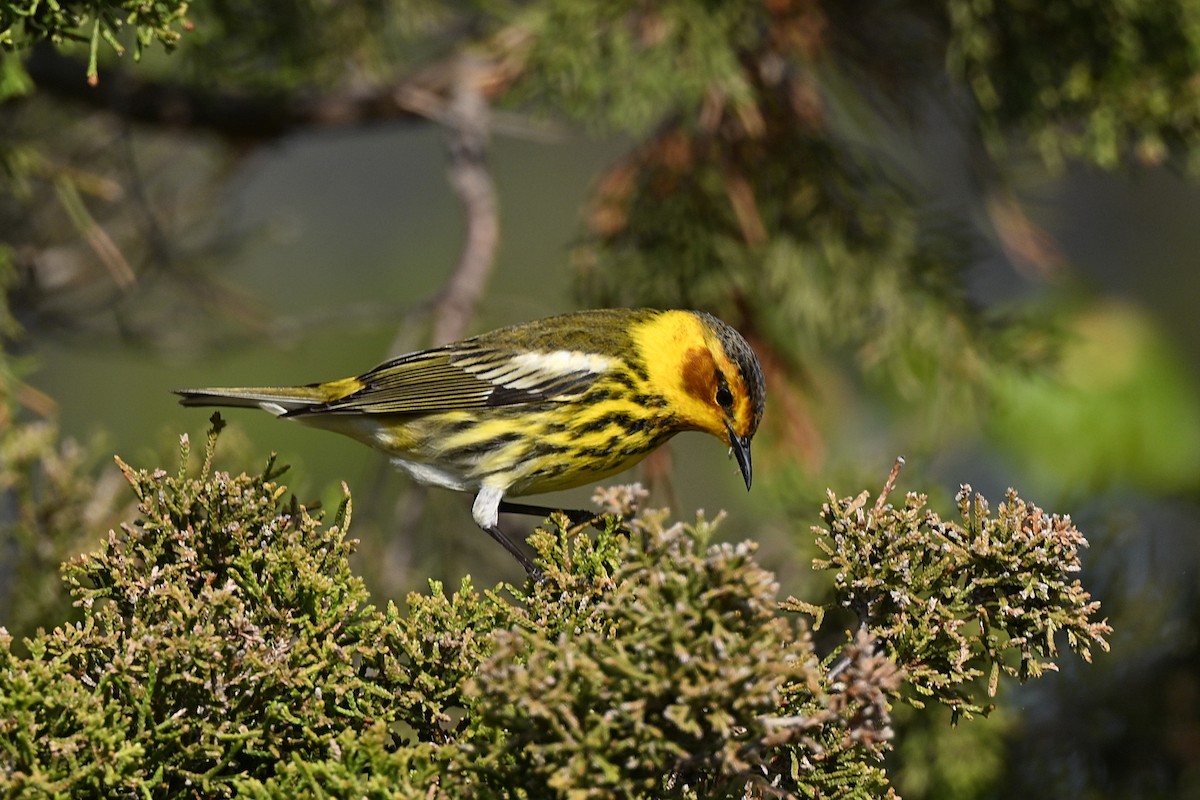 Cape May Warbler - ML621388500