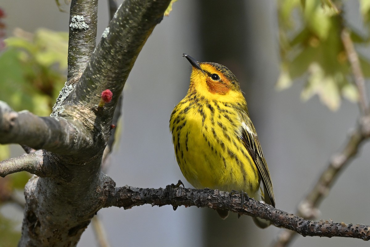 Cape May Warbler - ML621388501