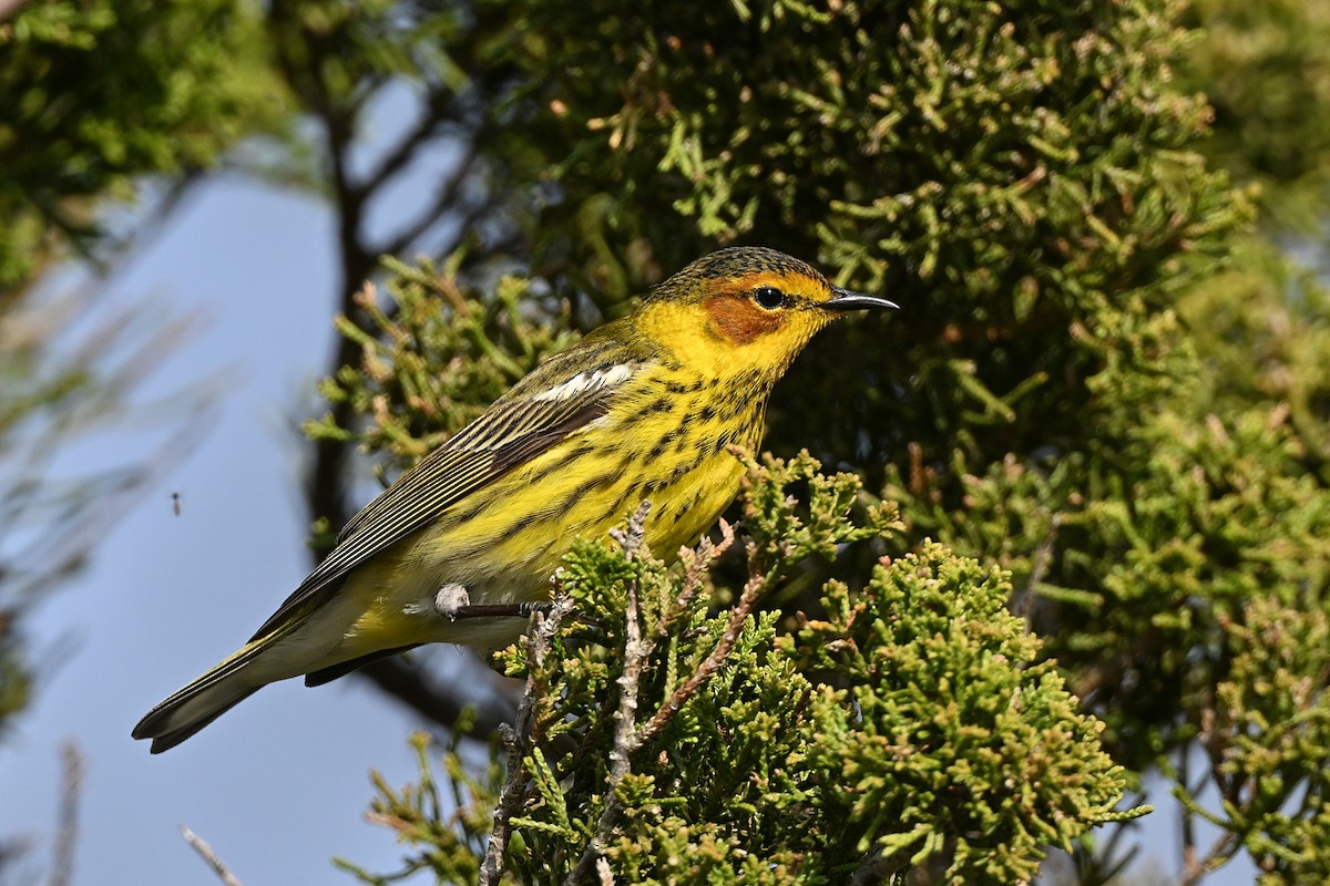 Cape May Warbler - ML621388502