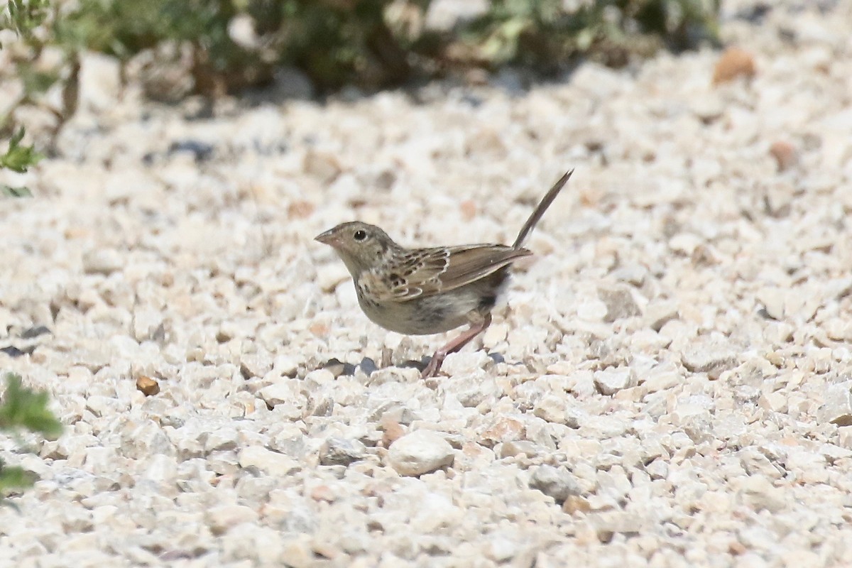 Grasshopper Sparrow - ML621388515