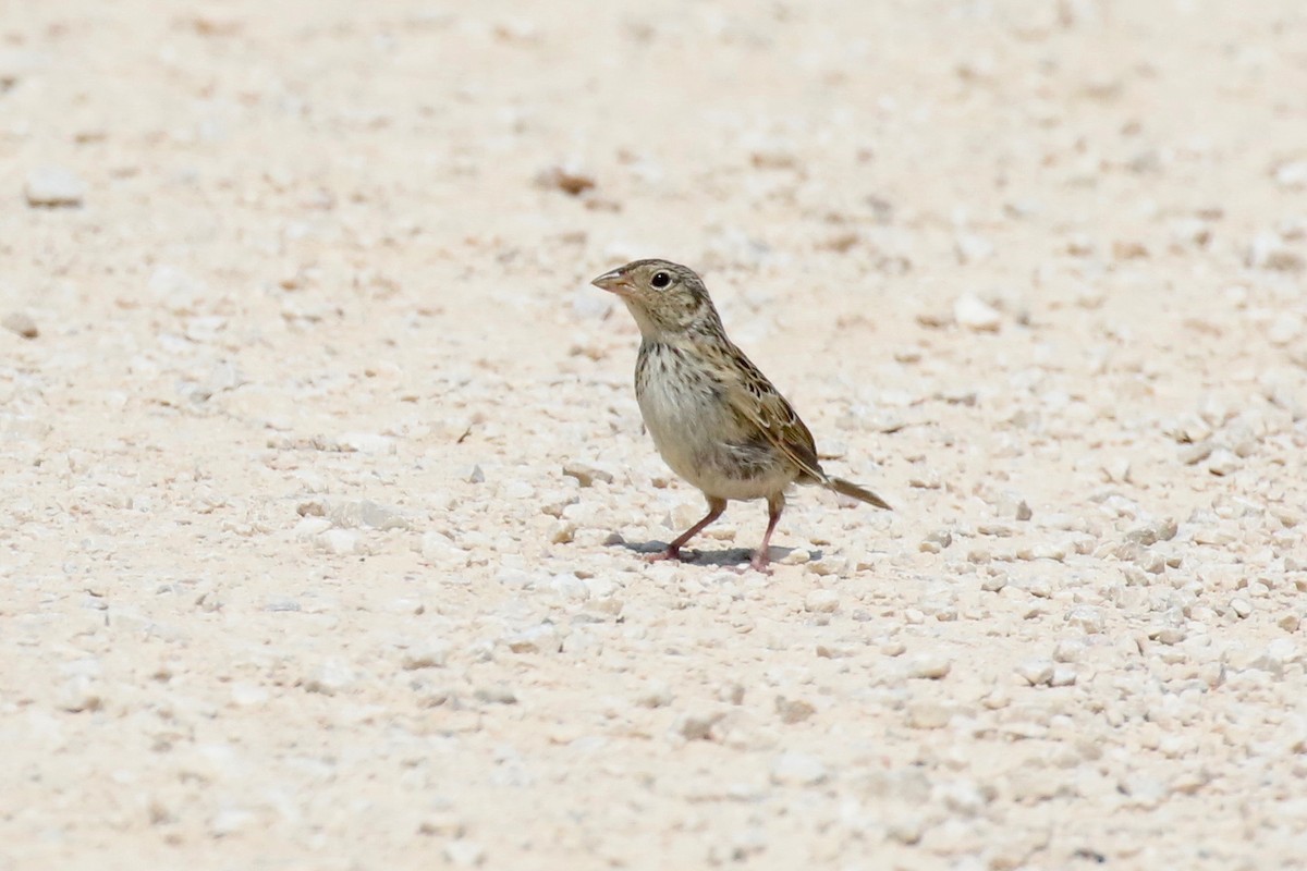 Grasshopper Sparrow - ML621388522