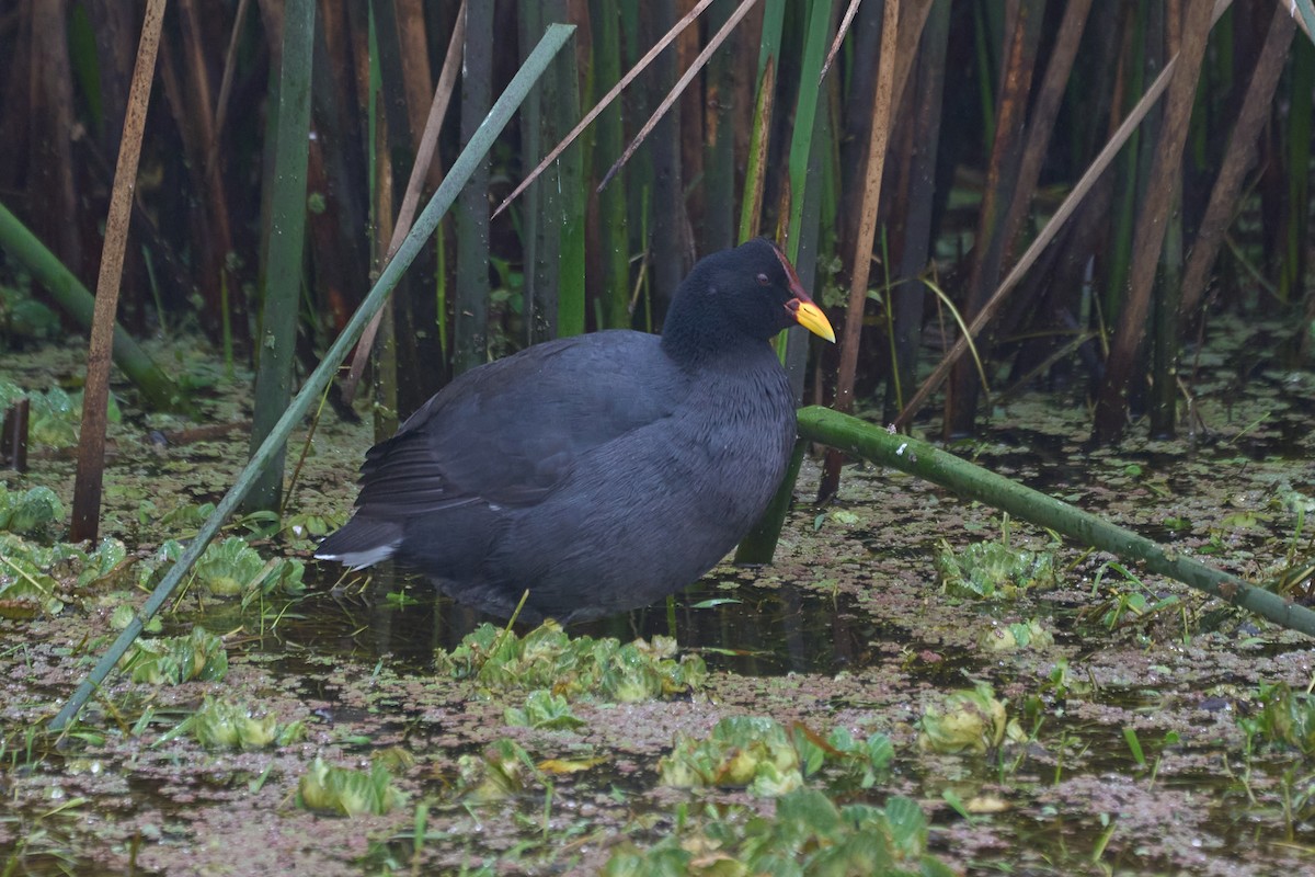 Red-fronted Coot - ML621388533
