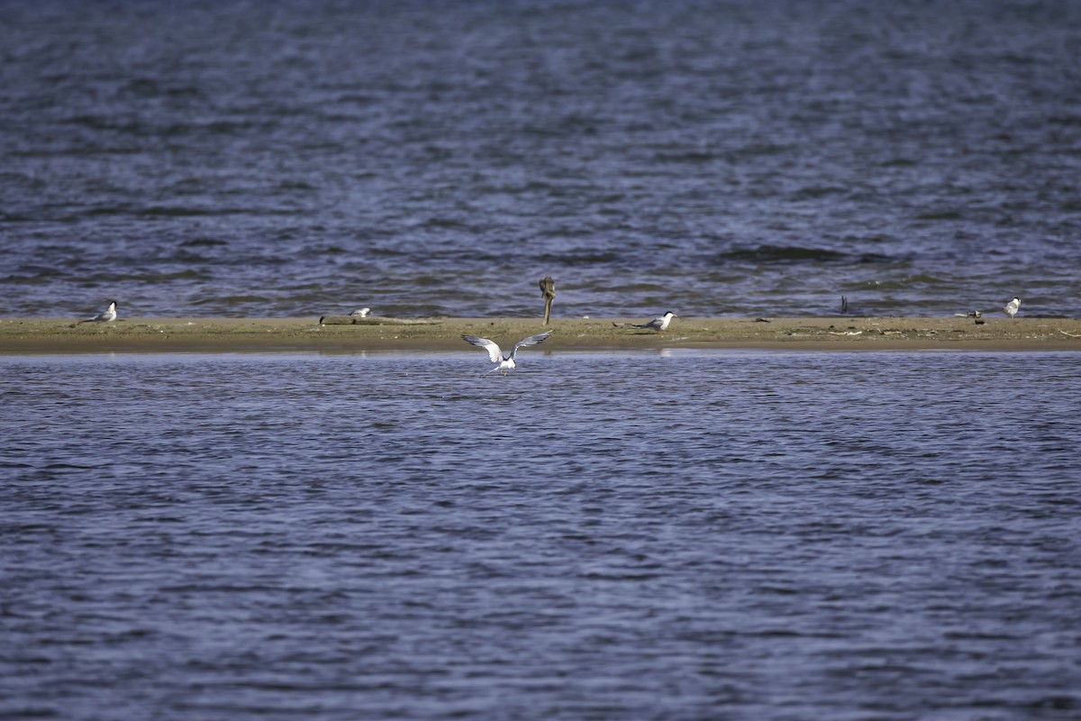 Forster's/Common Tern - ML621388547