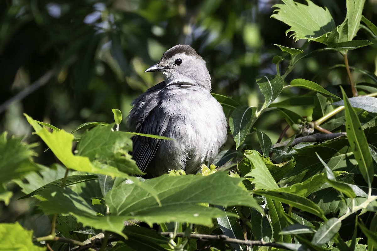 Gray Catbird - ML621388565