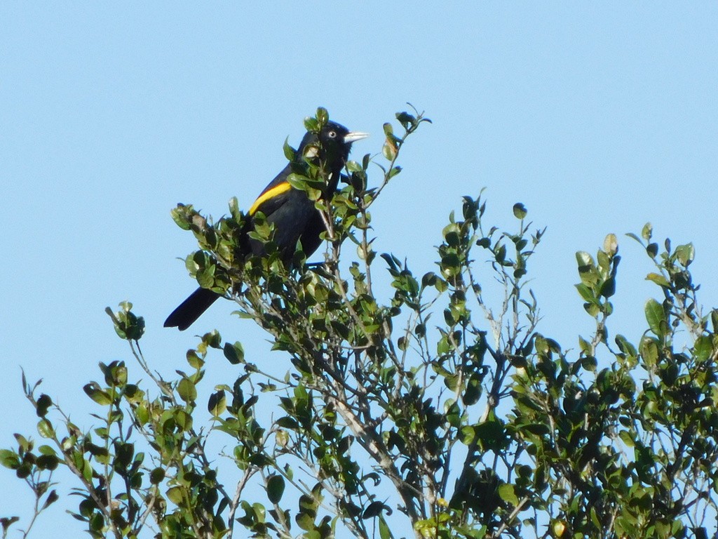 Golden-winged Cacique - ML621388575