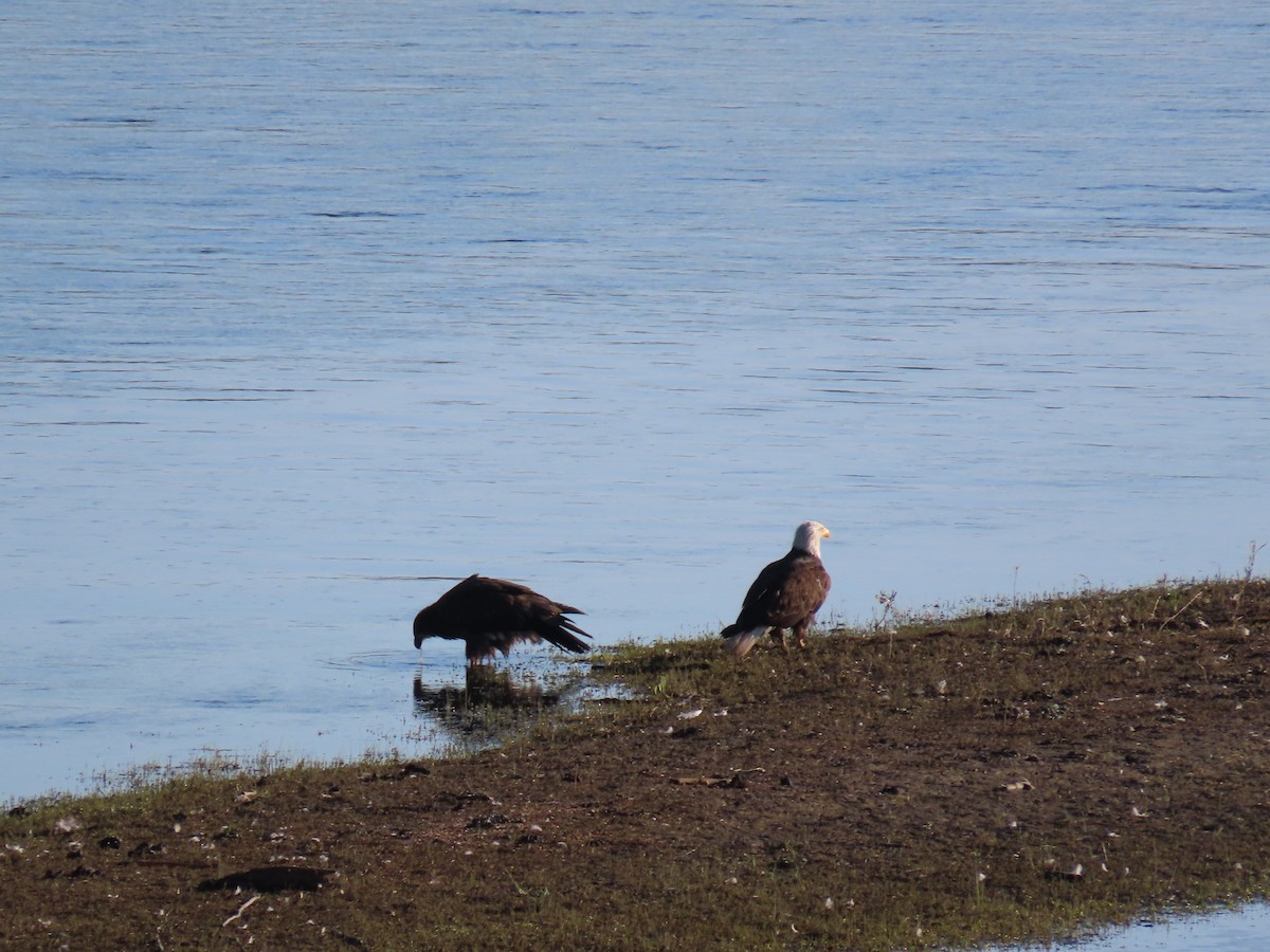 Bald Eagle - ML621388659