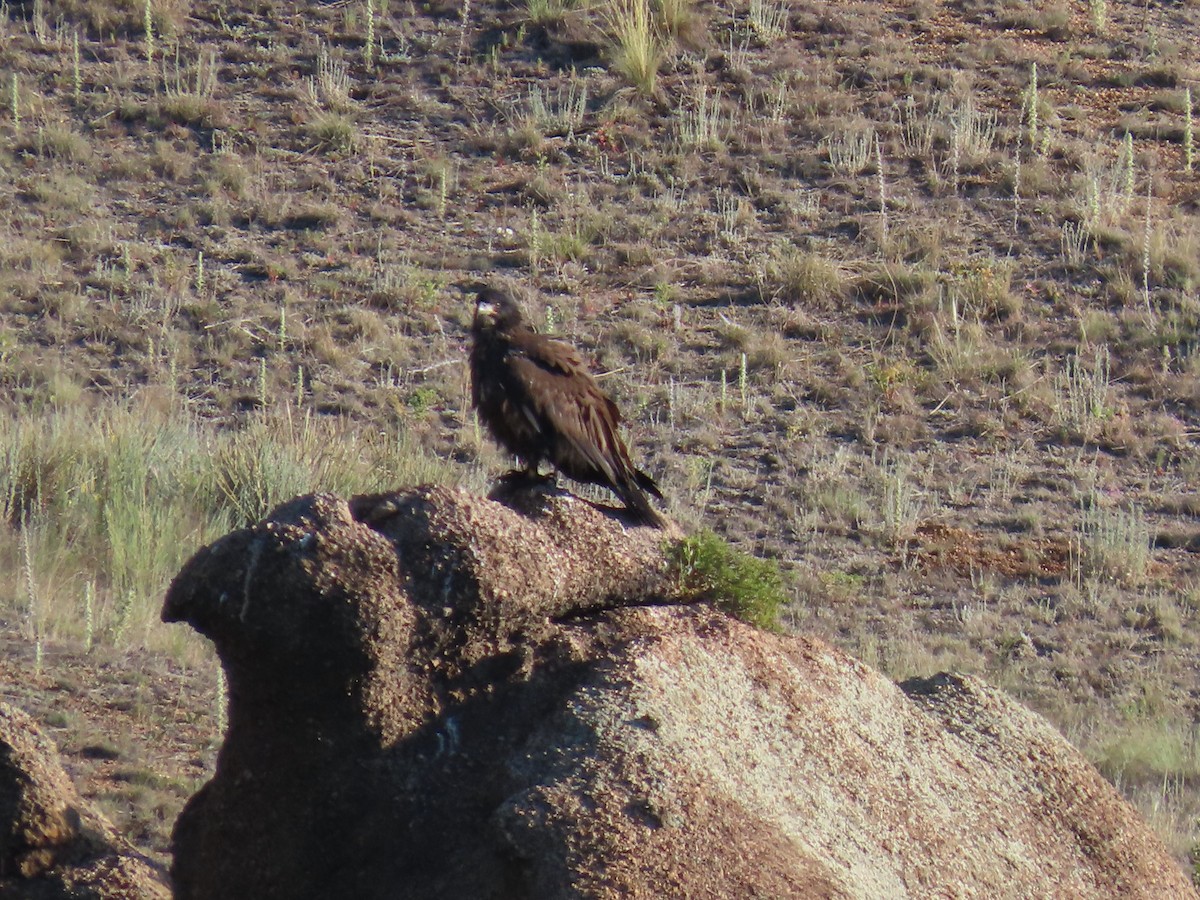 Bald Eagle - ML621388660