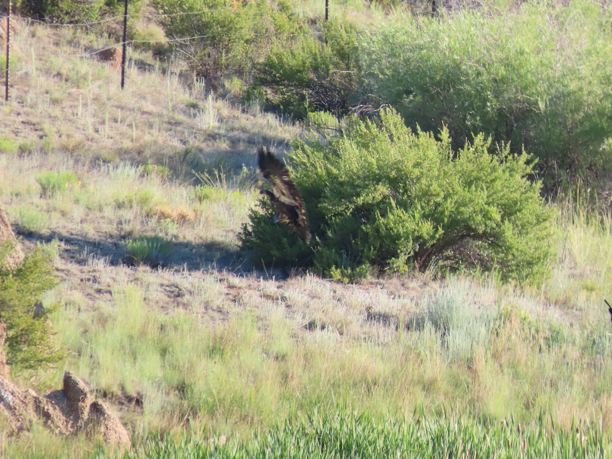 Bald Eagle - ML621388661