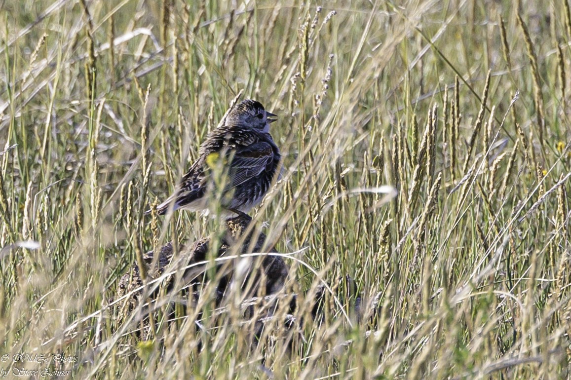 Thick-billed Longspur - Steve Zehner