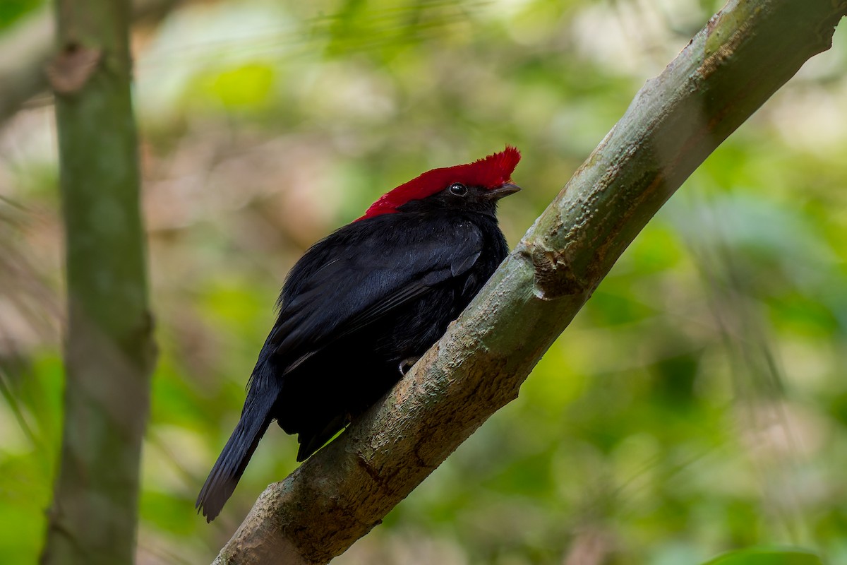 Helmeted Manakin - ML621388724