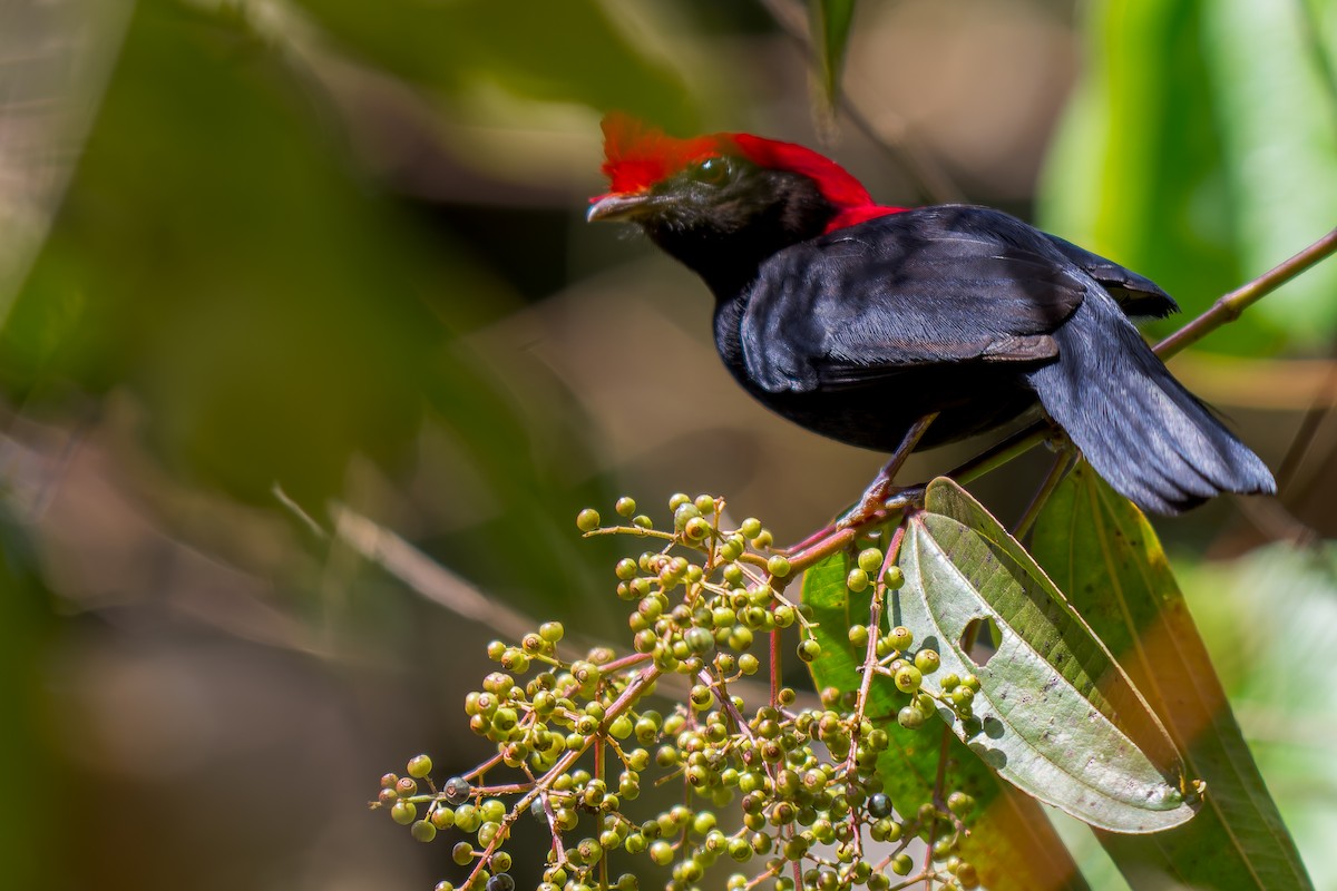 Helmeted Manakin - ML621388725