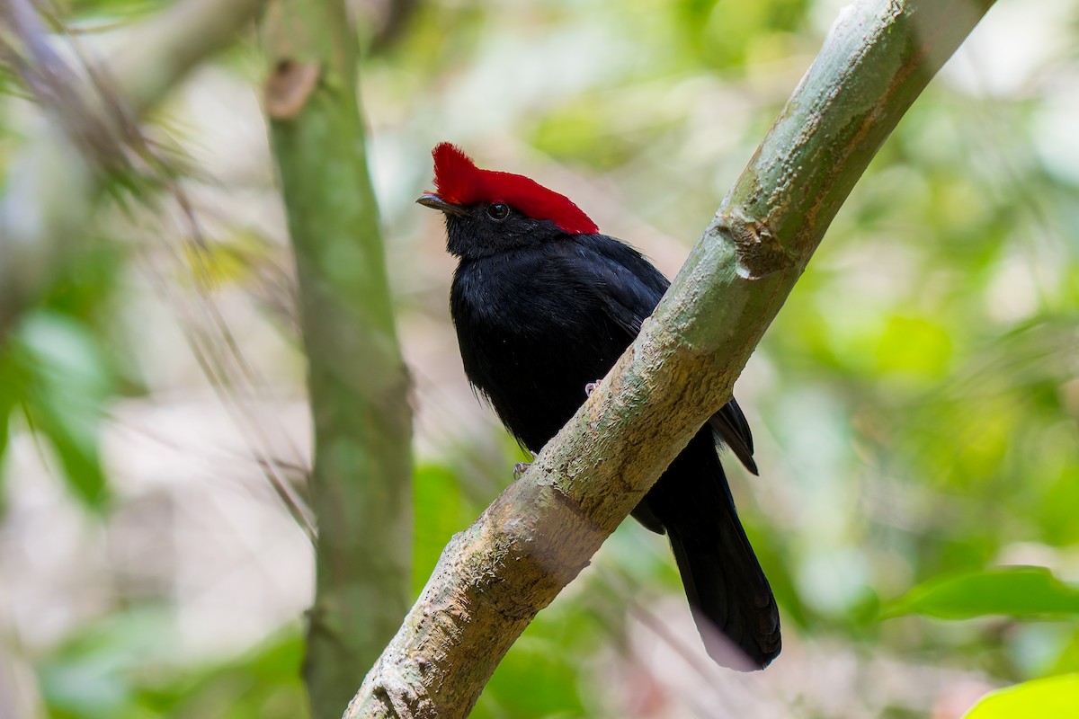 Helmeted Manakin - ML621388726