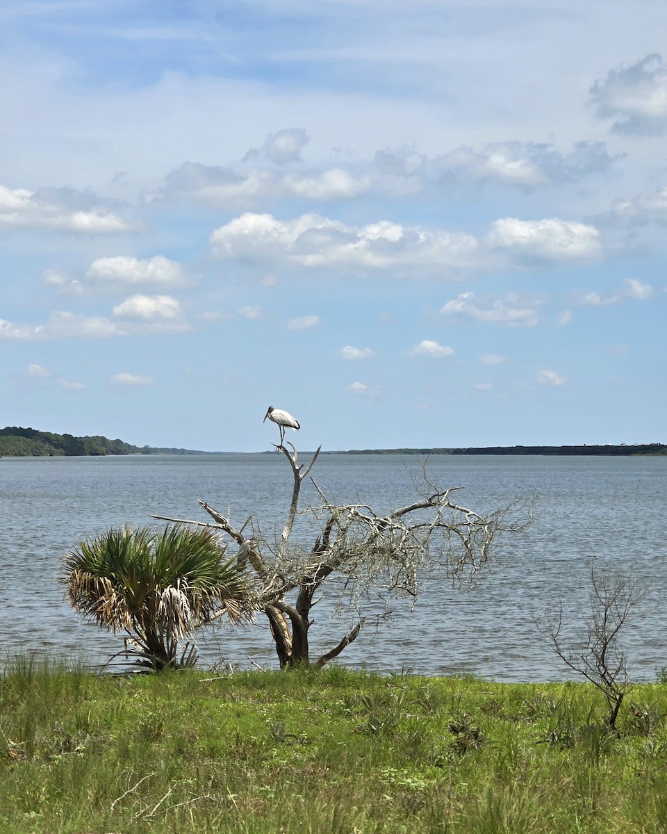 Wood Stork - ML621388755