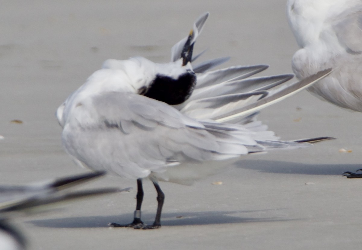 Sandwich Tern - ML621388813