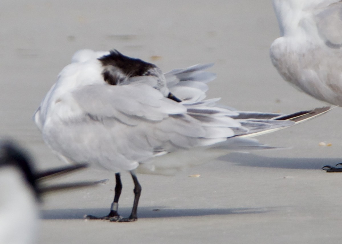 Sandwich Tern - ML621388814