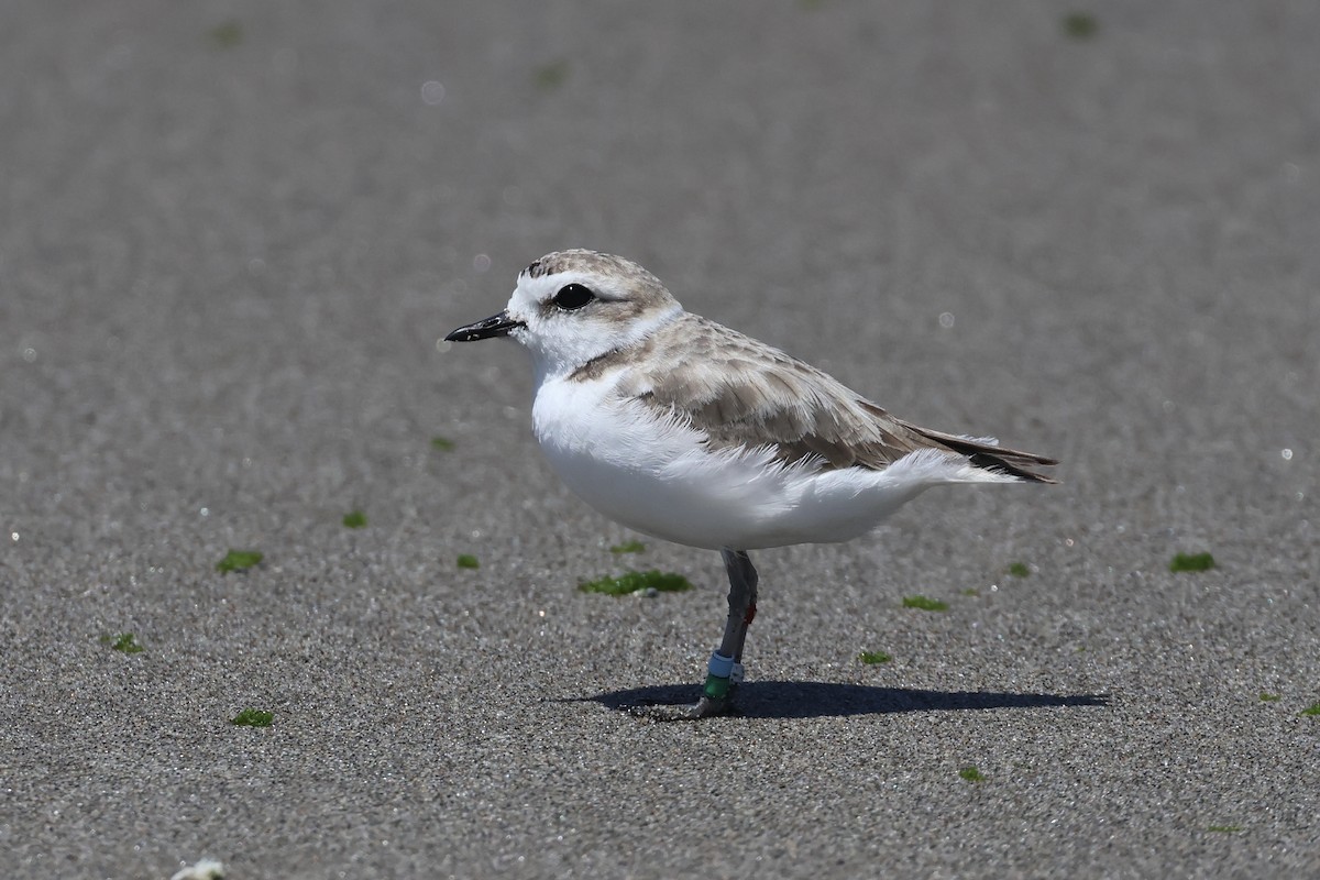 Snowy Plover - ML621388819