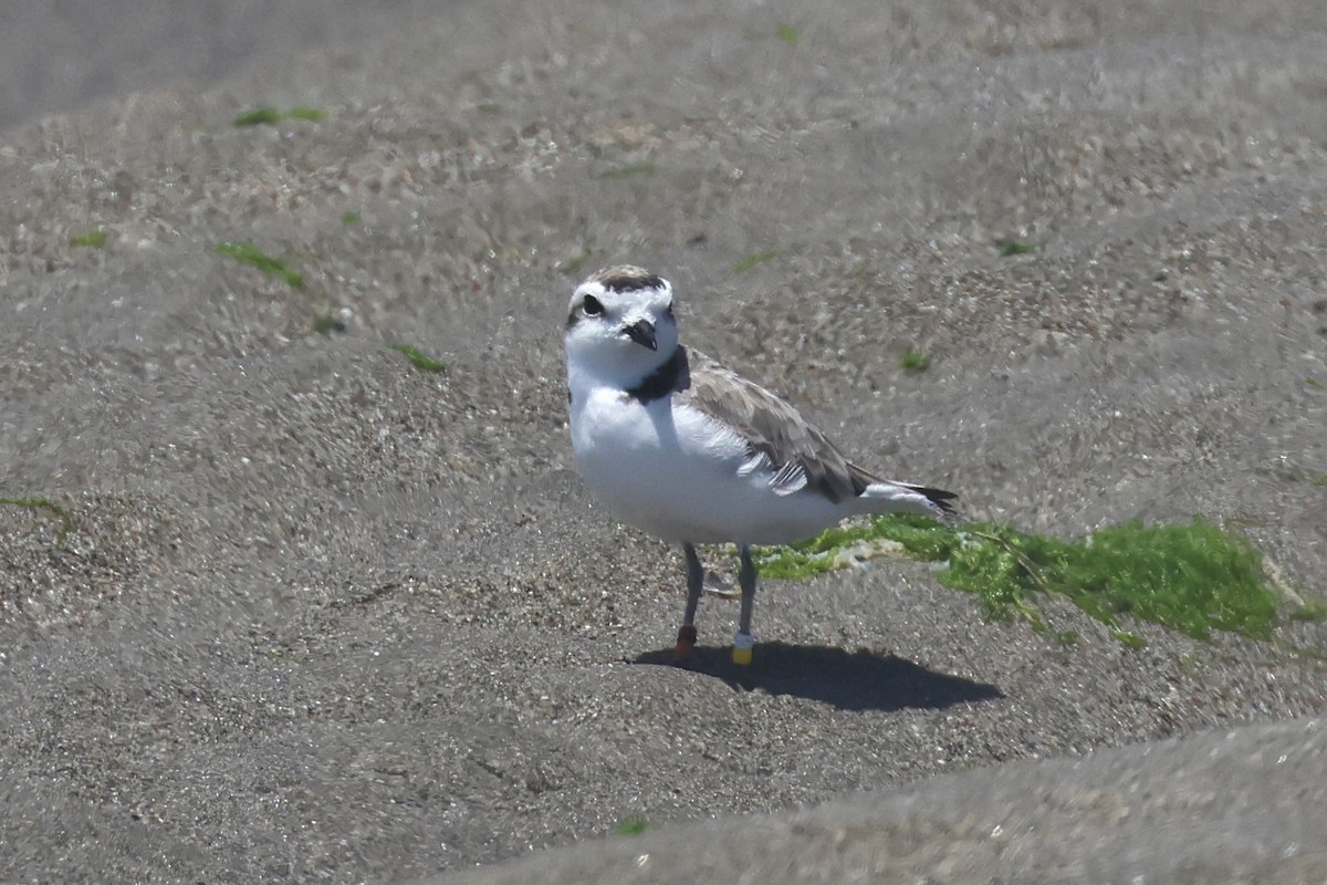 Snowy Plover - ML621388820