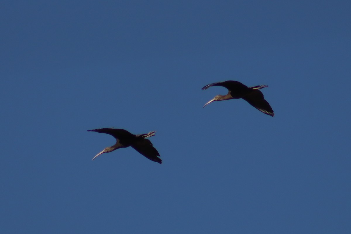 Puna Ibis - ML621388876