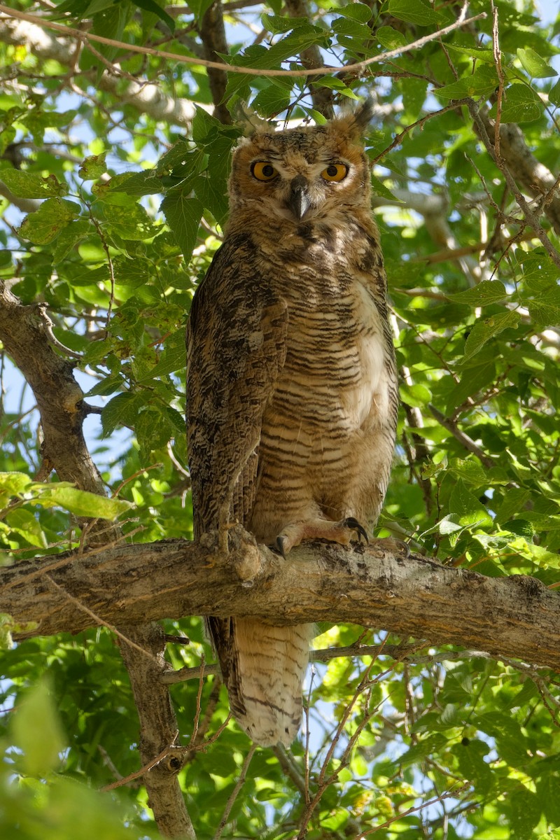 Great Horned Owl - ML621388904