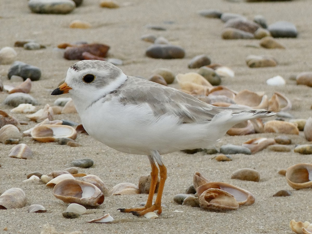 Piping Plover - ML621388949