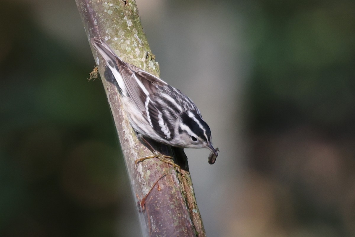 Black-and-white Warbler - ML621388952