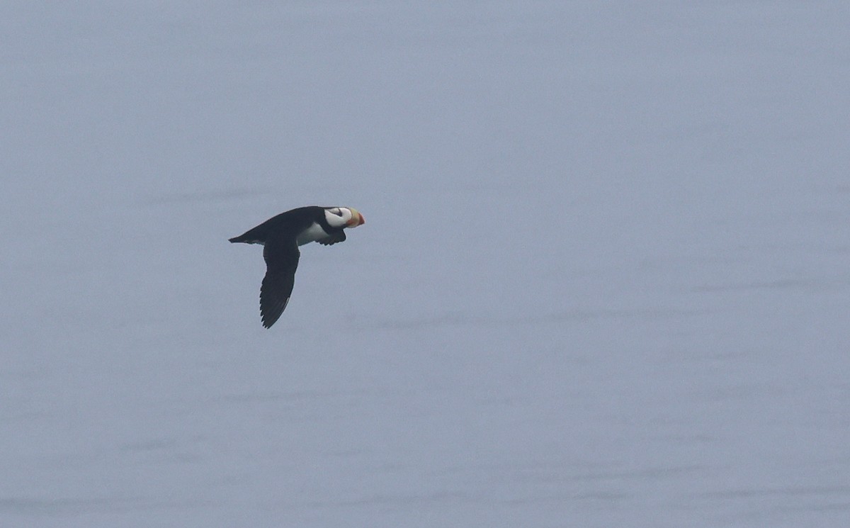Horned Puffin - ML621388954