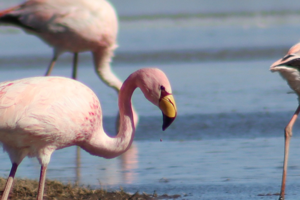 James's Flamingo - ML621388971