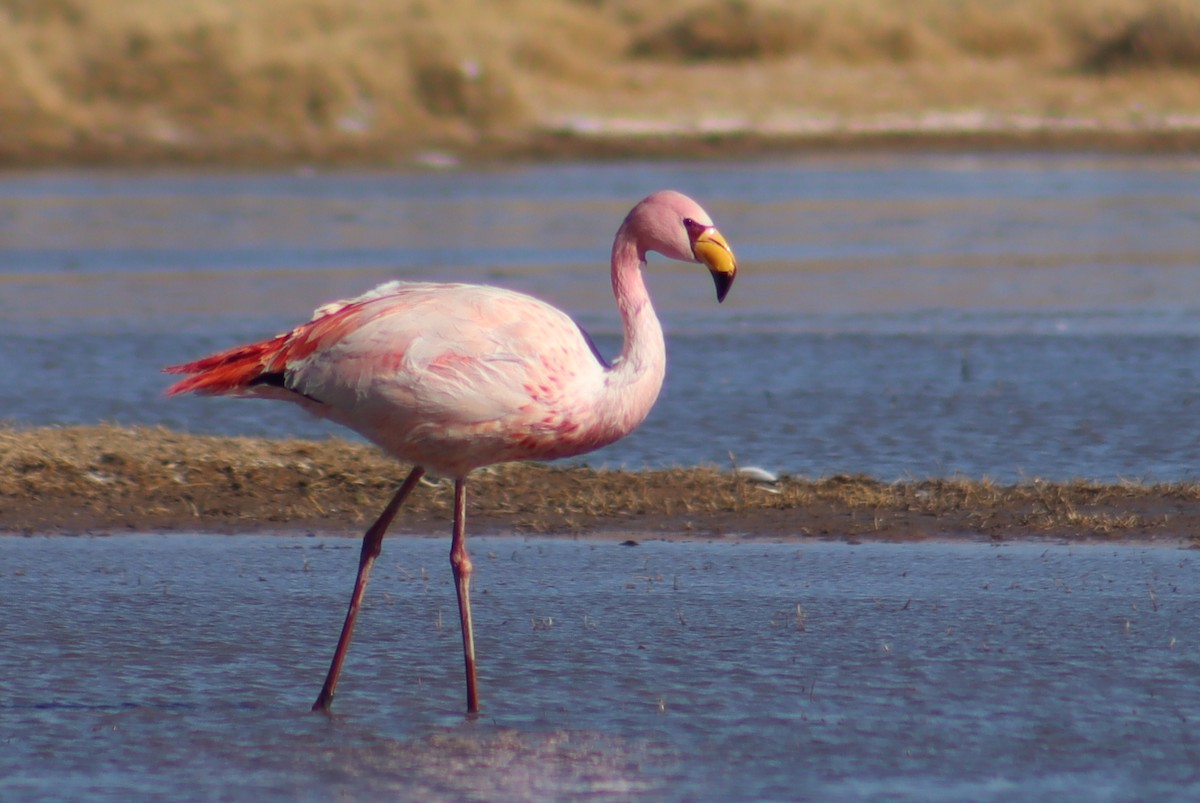 James's Flamingo - ML621388974