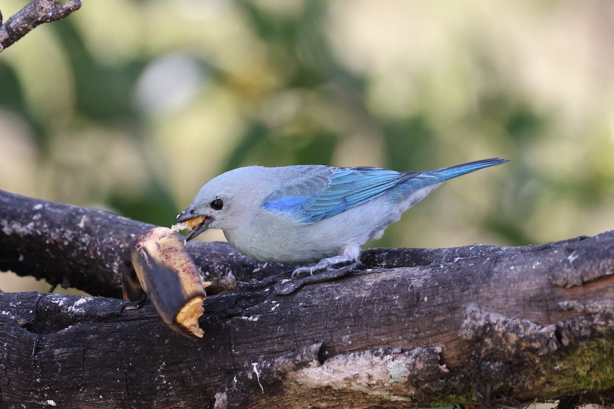 Blue-gray Tanager - ML621388994