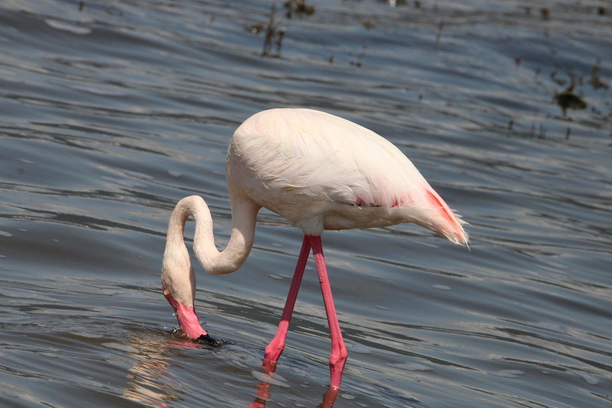 Greater Flamingo - ML621389001