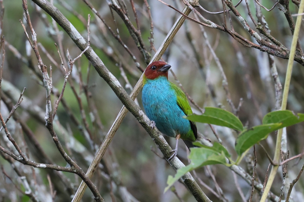 Bay-headed Tanager - ML621389008