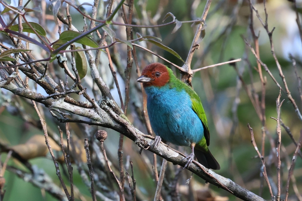 Bay-headed Tanager - ML621389009