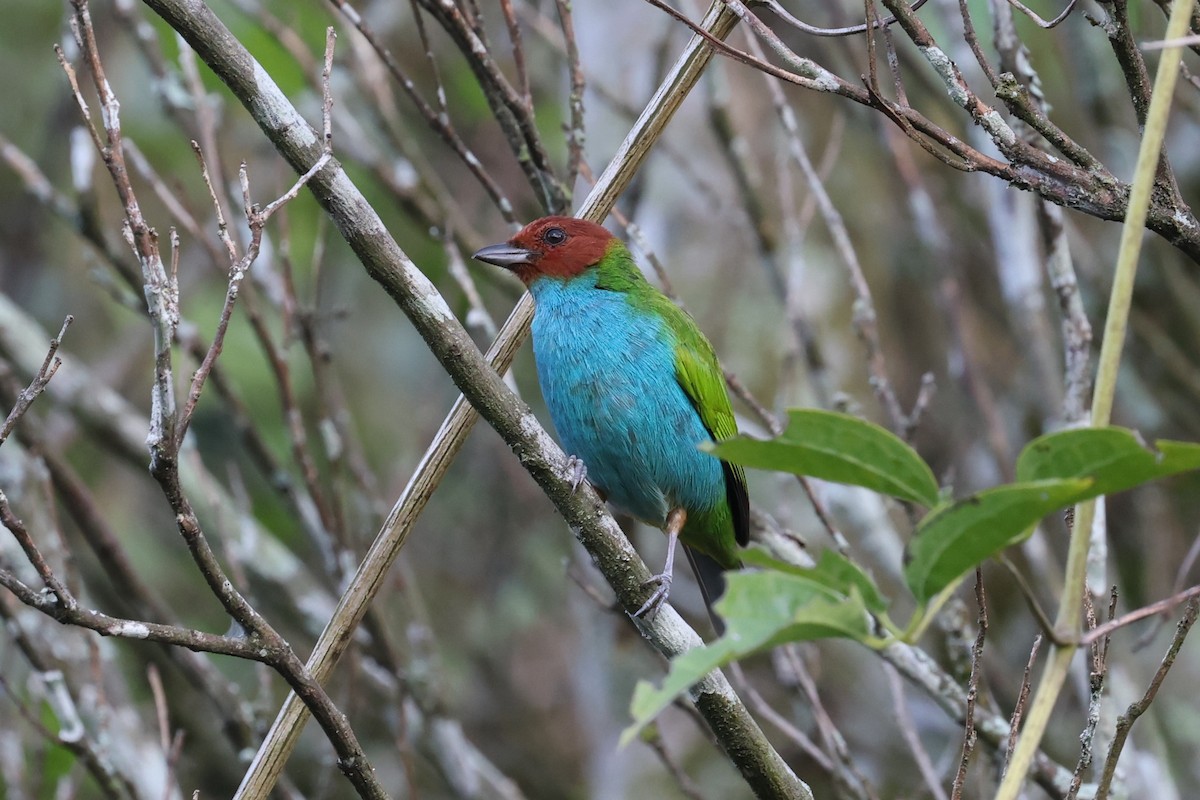 Bay-headed Tanager - ML621389010