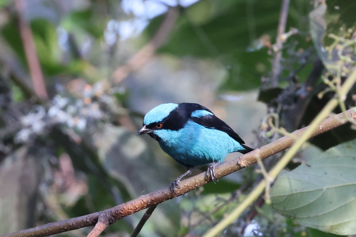 Turquoise Dacnis - ML621389019