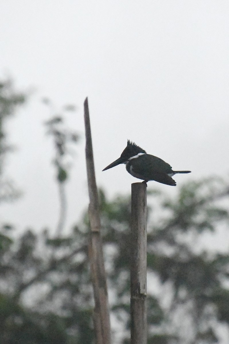 Amazon Kingfisher - ML621389031