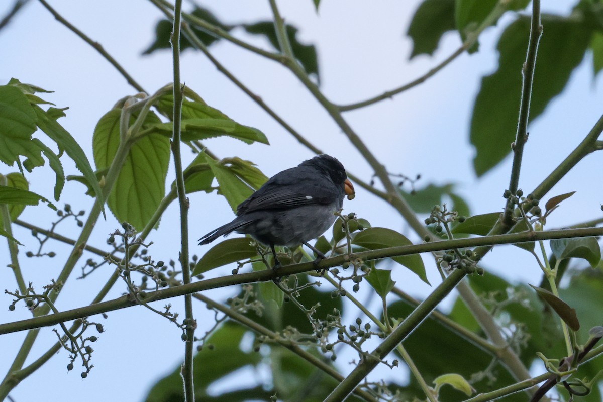 Gray Seedeater - ML621389085