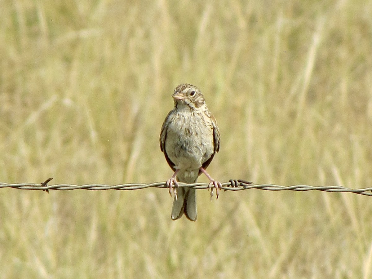 Vesper Sparrow - ML621389113