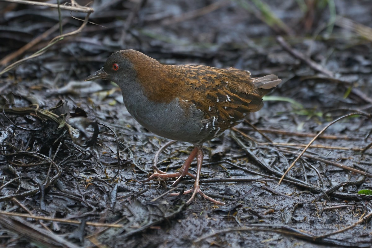 Dot-winged Crake - ML621389135