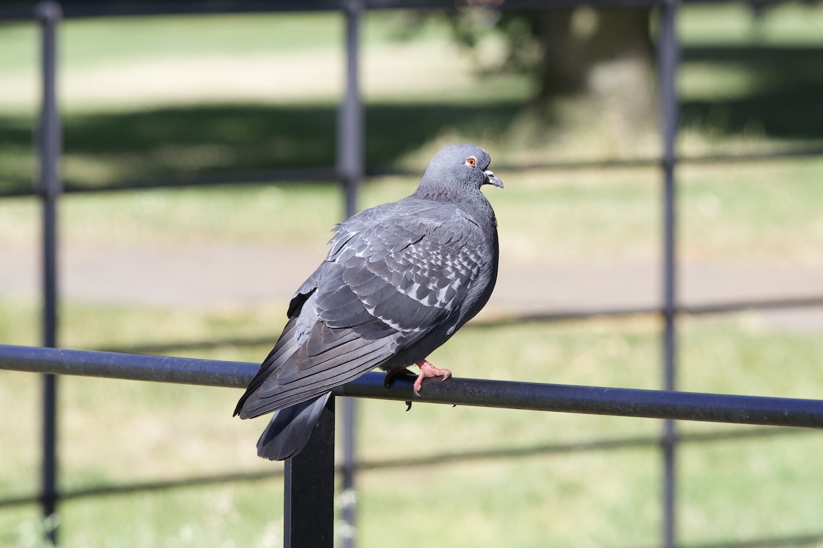 Rock Pigeon (Feral Pigeon) - ML621389200