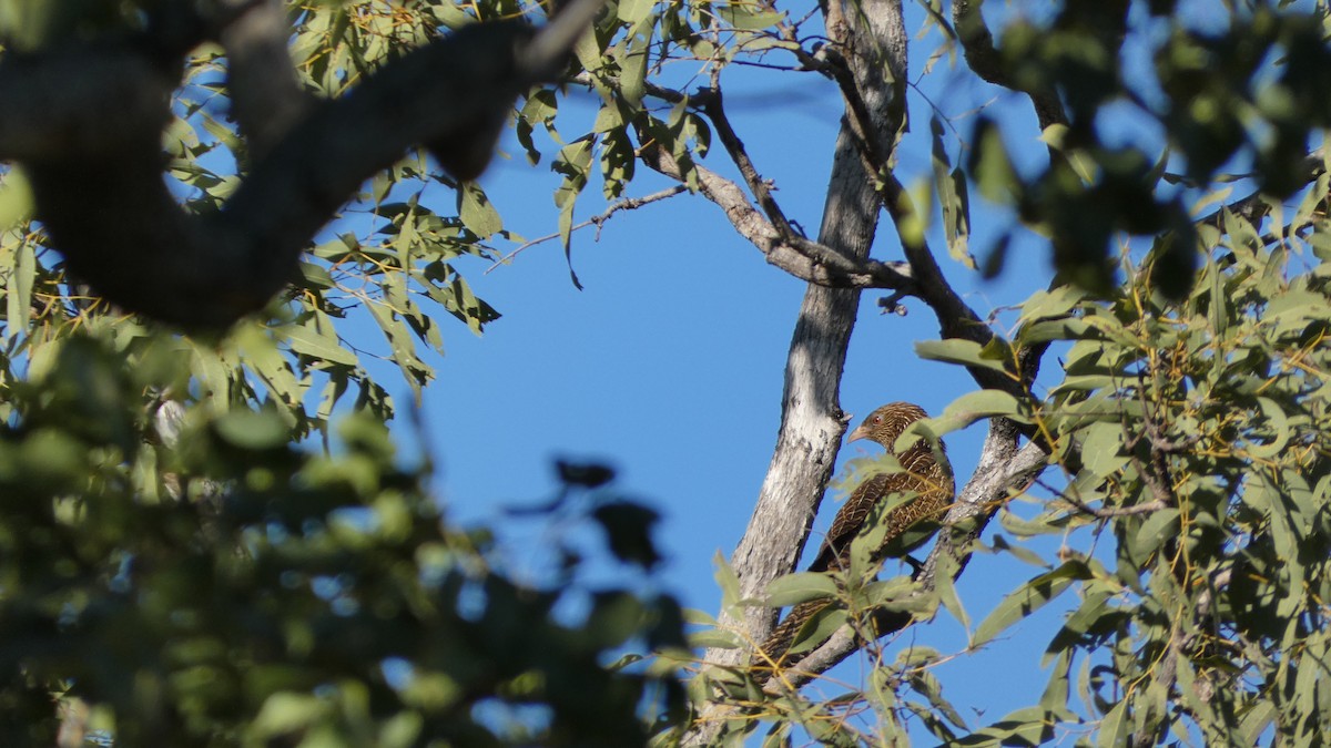 Pheasant Coucal (Pheasant) - ML621389257