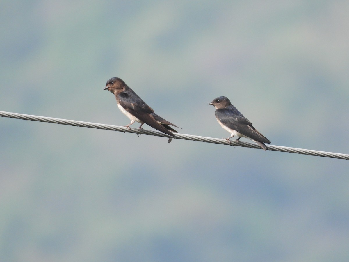 Golondrina Sinaloense - ML621389278