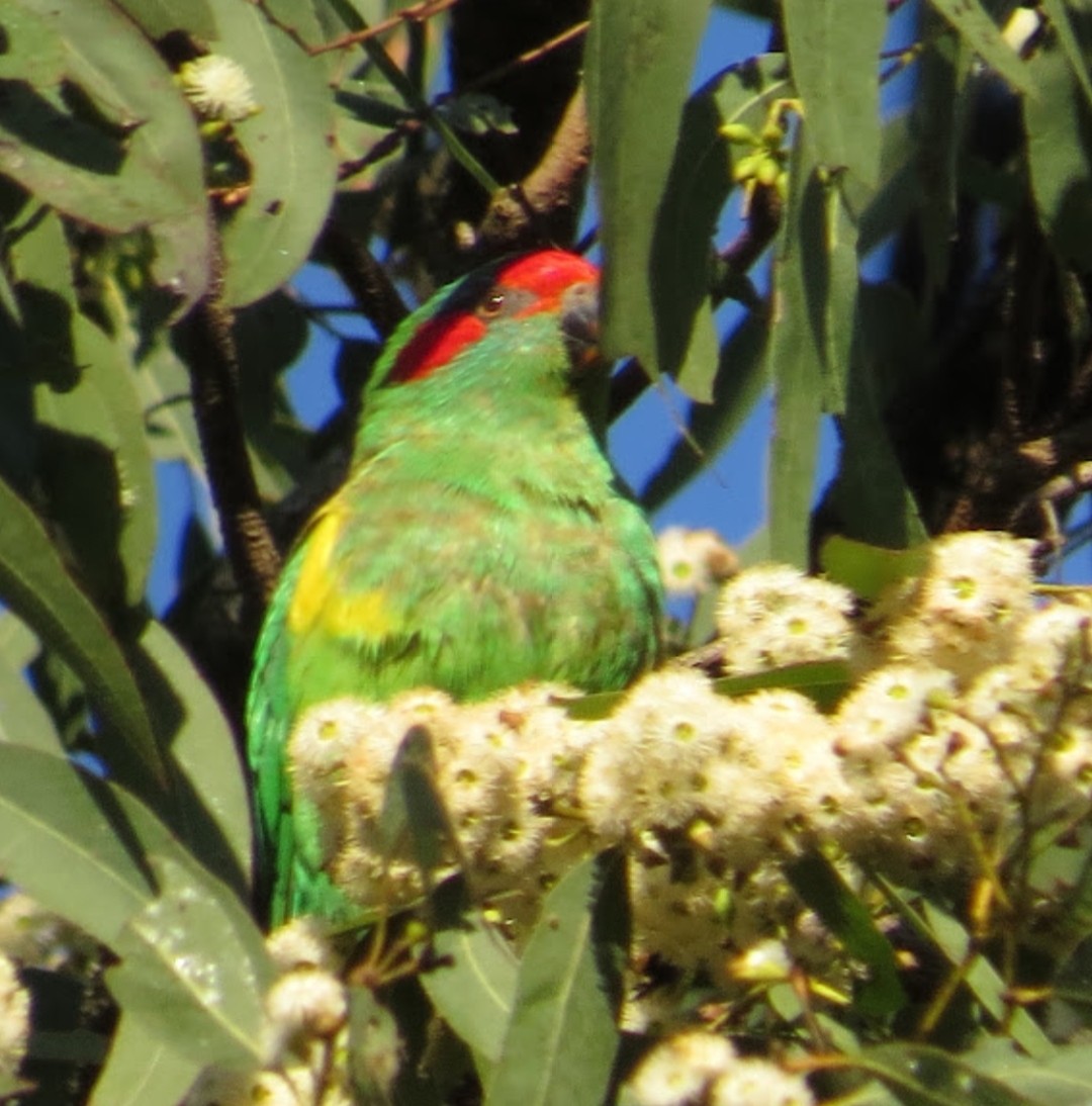 Musk Lorikeet - ML621389288