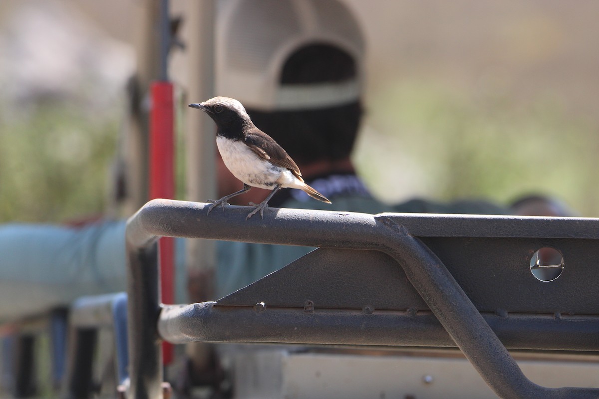 Abyssinian Wheatear - ML621389305