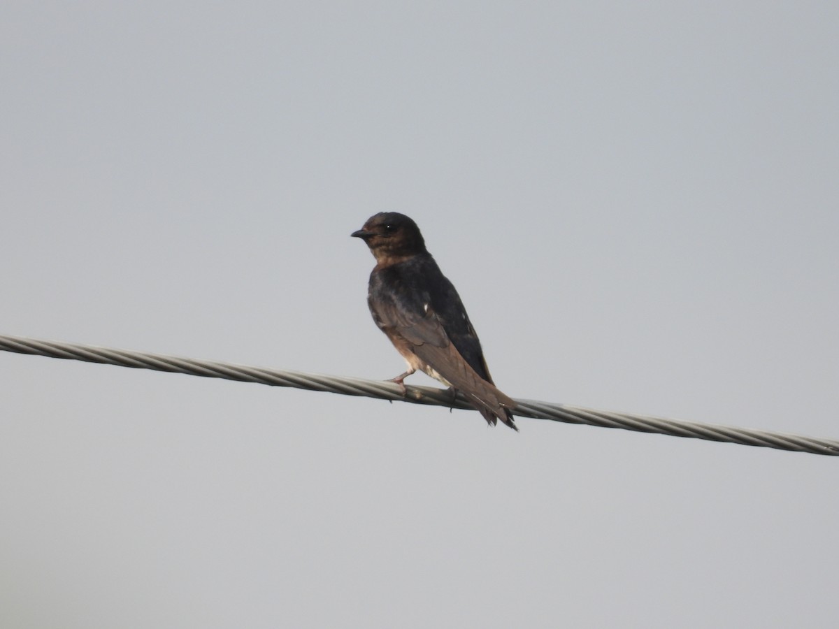 Golondrina Sinaloense - ML621389316