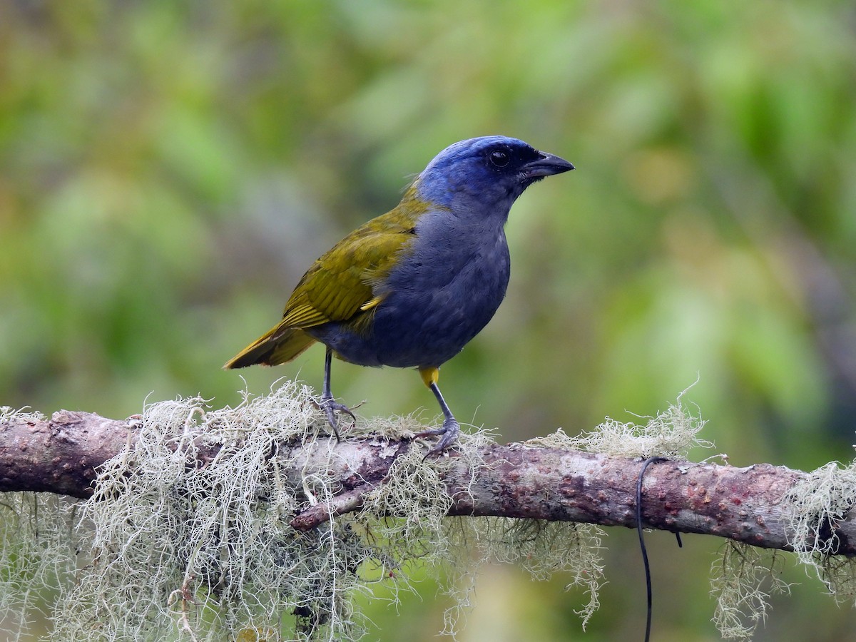 Blue-capped Tanager - ML621389373