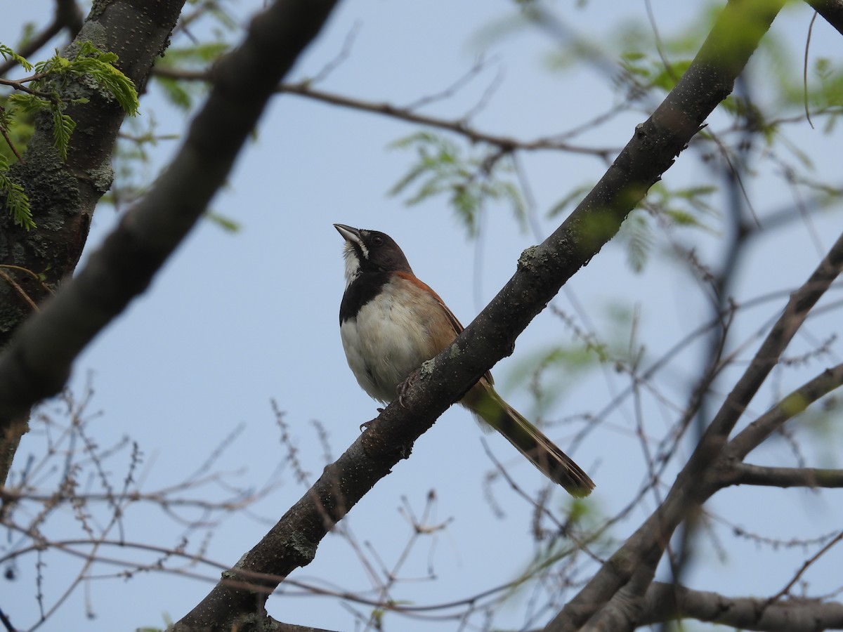 Black-chested Sparrow - ML621389377