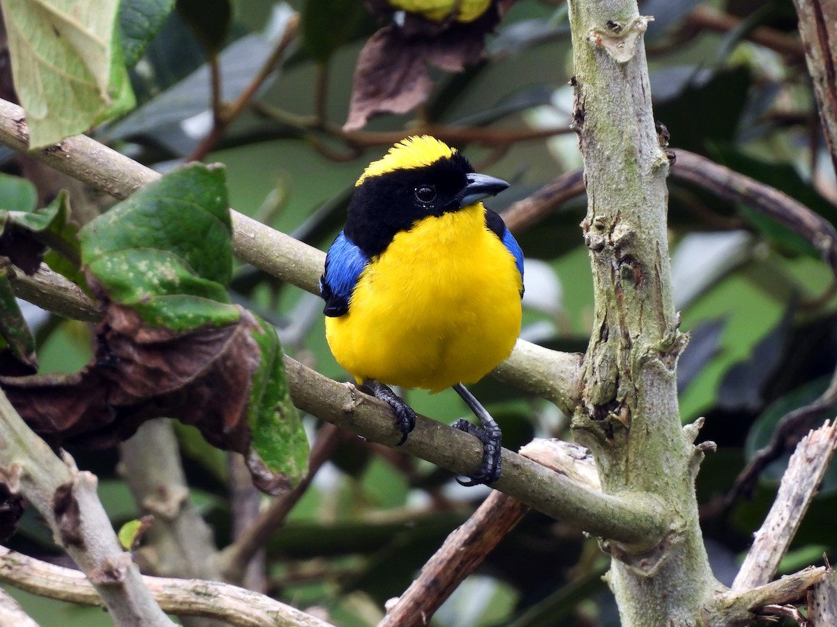 Blue-winged Mountain Tanager - ML621389378