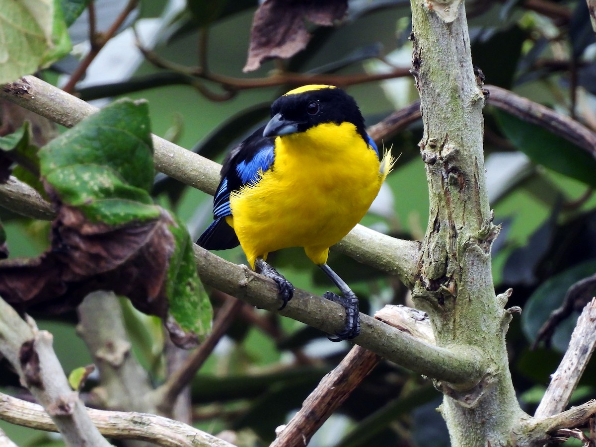 Blue-winged Mountain Tanager - ML621389379