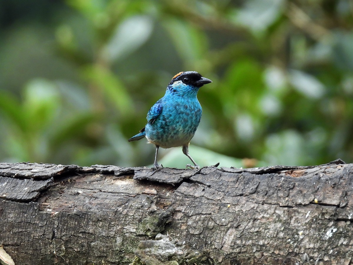 Golden-naped Tanager - ML621389381