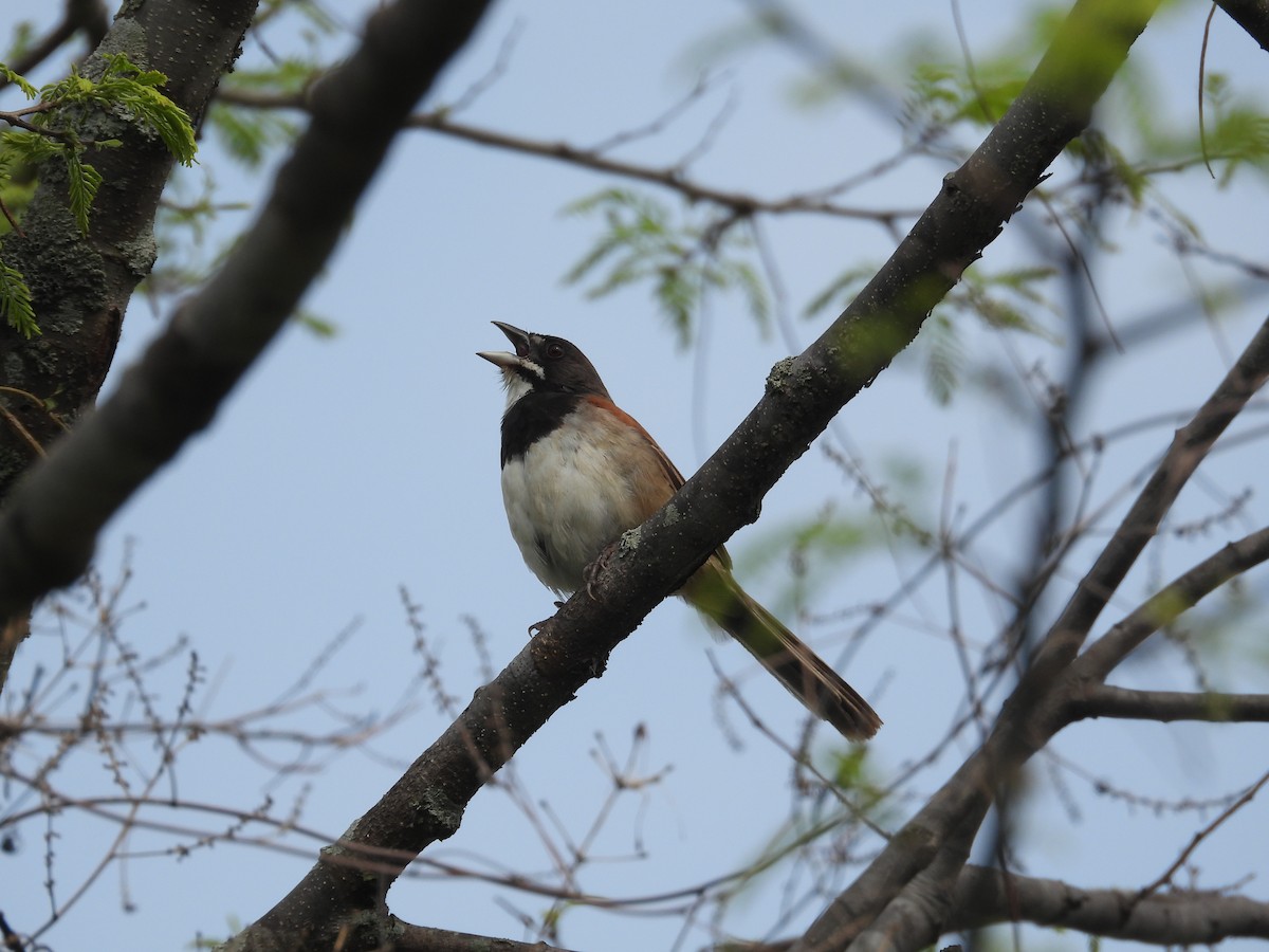 Black-chested Sparrow - ML621389383